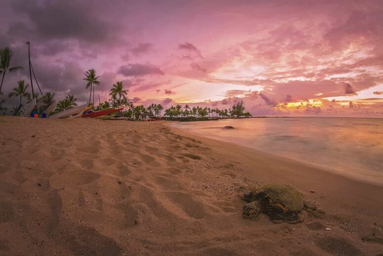 Abenteuerliche Unternehmungen auf der Große Insel von Hawaii