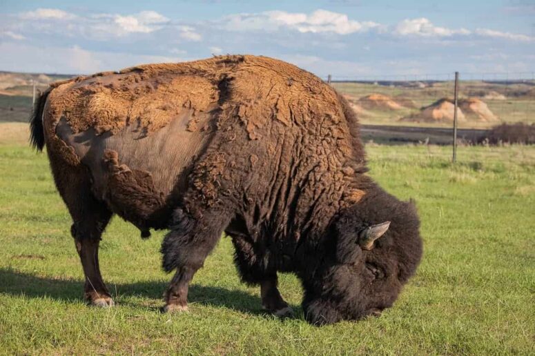 Budget Aktivitäten in North Dakota